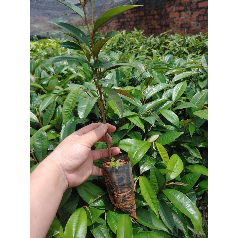 Cây giống Vú Sữa tím lò rèn ươm hạt