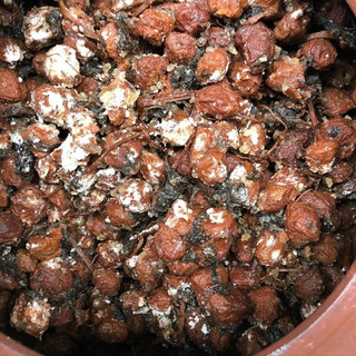 Mơ muối dưỡng sinh lâu năm 200g