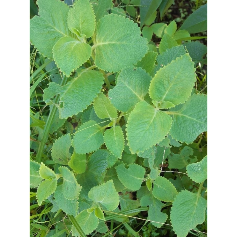 Cây húng chanh giống