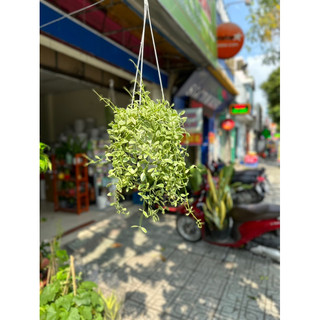 Cây Lan Hạt Dưa chậu treo