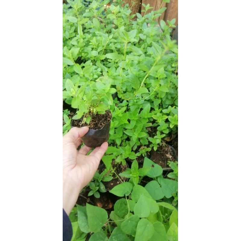 3 bầu cây sương sáo