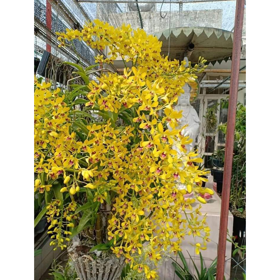 Denro nắng Pensoda hoa thơm