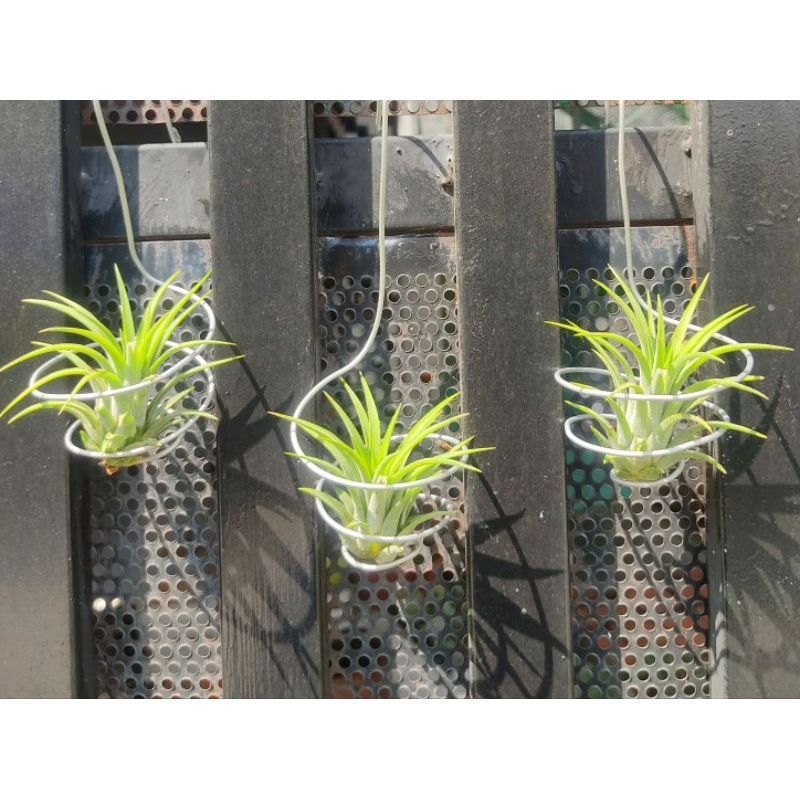 Móc Treo Cây Không Khí, Trồng Cây Không Khí , Phụ Kiện Trang Trí Cây Không Khí