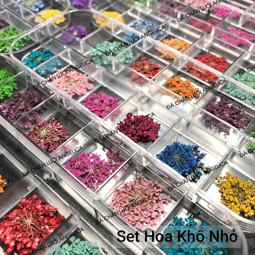 Set Hoa Khô Nhí Nails Ẩn Móng ANGELICA SHKN 10 Màu