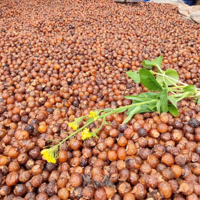 Bồ Hòn Tách Hạt Vụ Mới  500g