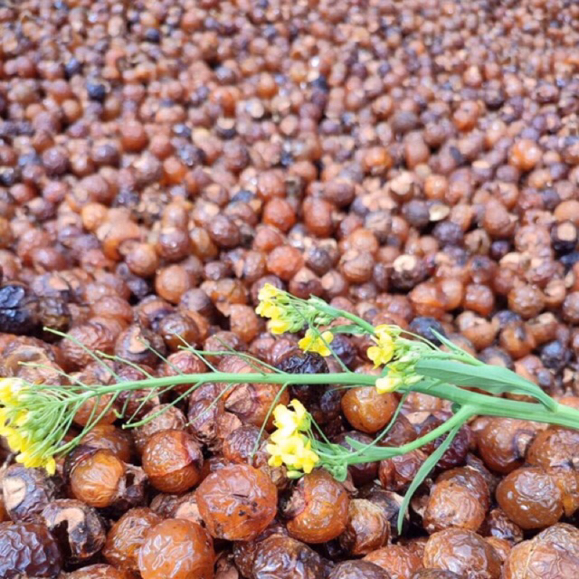 Bồ Hòn Tách Hạt Vụ Mới  500g