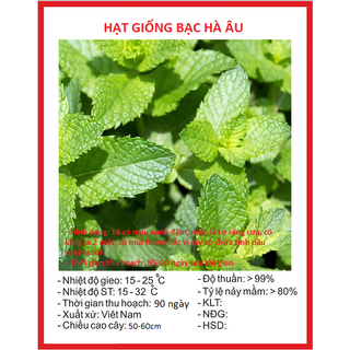 Hạt giống cây bạc hà âu - 100 hạt - hatgiongcaytronggiasi