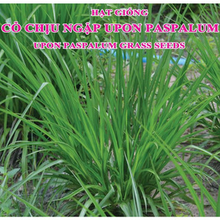 Hạt giống cỏ chịu ngập ubon paspalum -100gr