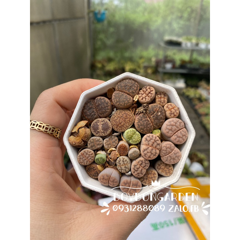 ⚡ [Ảnh thật] ❤ [FreeShip]