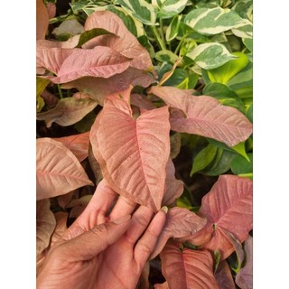 Cây trầu bà hồng