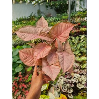 Cây trầu bà hồng