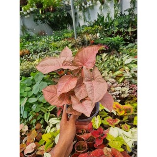 Cây trầu bà hồng