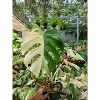 Cây Trầu bà Nam Mỹ đột biến - Monstera thai constellation