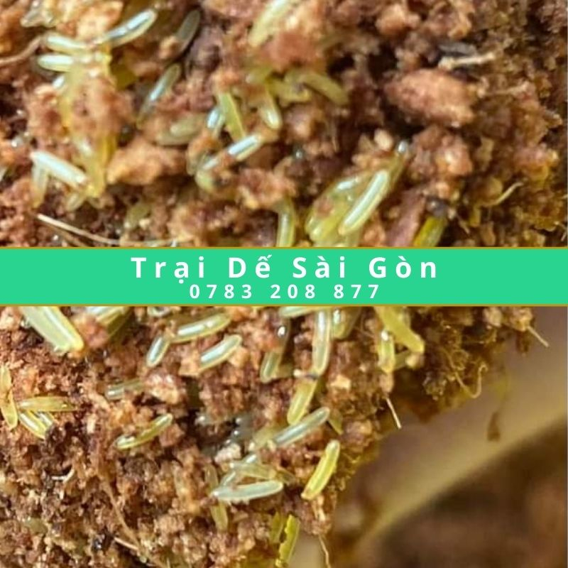 1 Khay Tru ng De Menn Thai ( Thu Hoạch Trong 36h)- Trại Dế Sài Gòn