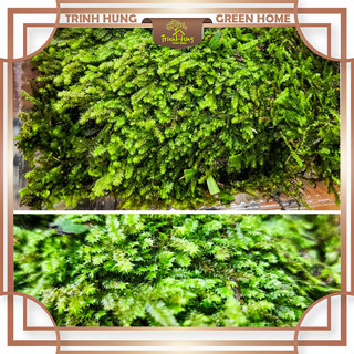 Rêu wepping sing trang trí tiểu cảnh, bán cạn, terrarium