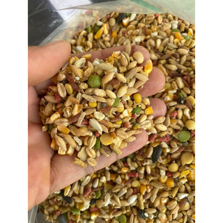 5kg Ngũ cốc cho chiến kê, yến phụng, vẹt