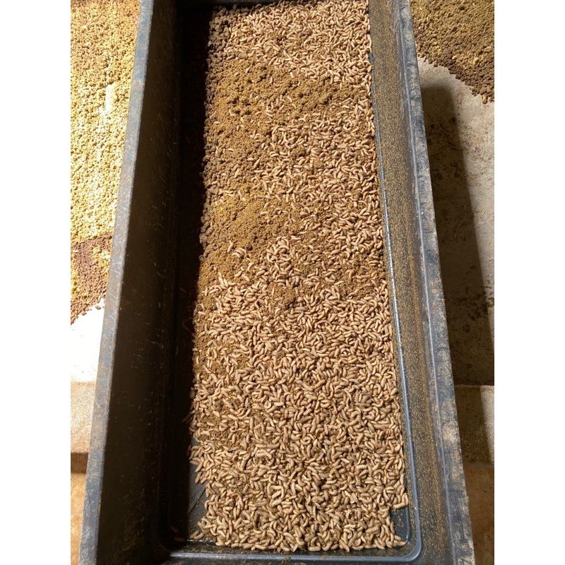 Hộp trứng thu từ 2kg đến 10kg sâu. Dành cho nuôi chim cá cảnh hoặc nuôi xử lý rác gia đình