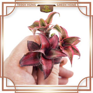 Cây dứa phụng size mini, size lớn - trang trí tiểu cảnh, bonsai, bán cạn, terrarium