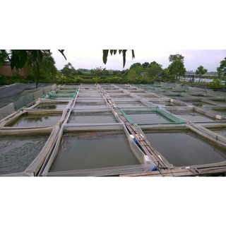 Tráng nuôi ốc ếch nhiều kích thước