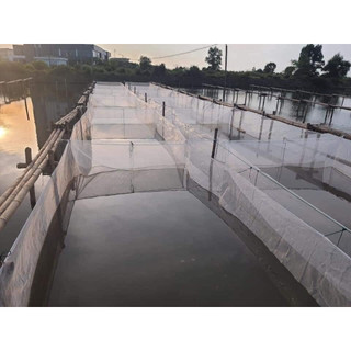 Tráng nuôi ốc ếch nhiều kích thước
