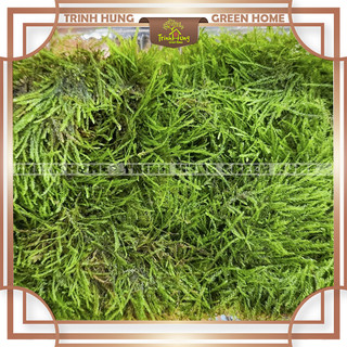 Weeping lá nước - Rêu trồng thủy sinh, bán cạn, terrarium