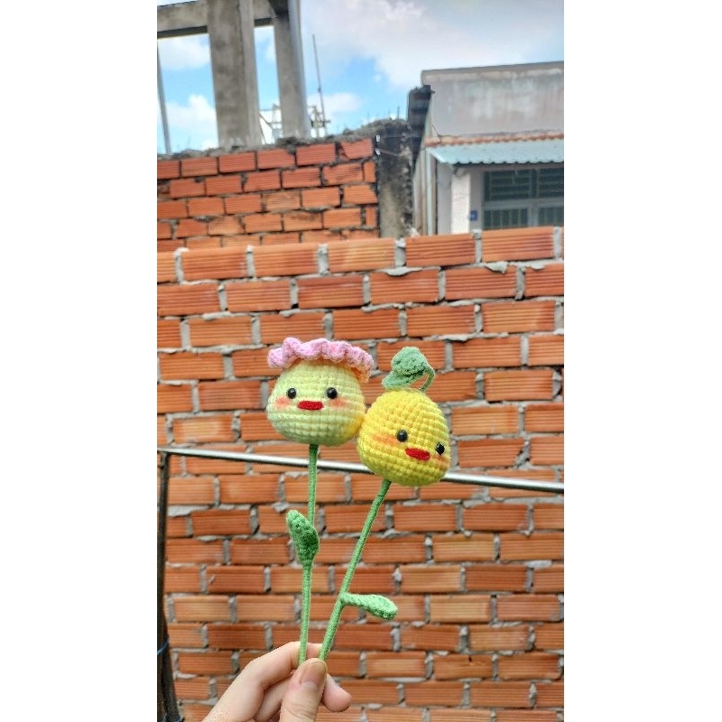Hoa heo len - -