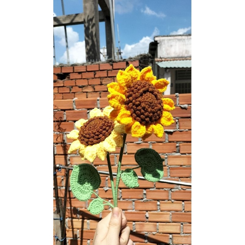 Hoa heo len - -