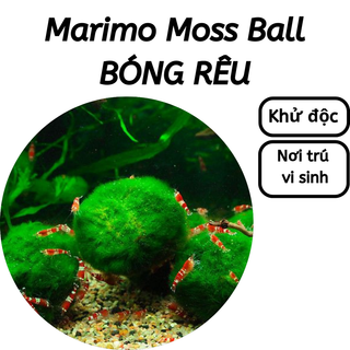 Marimo Mossball - Tảo cầu Mossball - Tảo cầu may mắn - Trang trí bể thủy sinh - Bể tép cảnh | Hingaostore.
