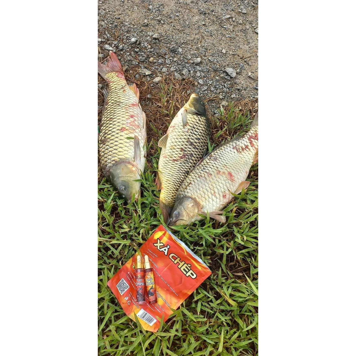 Sữa câu cá trắm cỏ, trôi, chép chính hãng Phú Thành 100ml