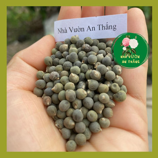 Hạt giống đậu bắp xanh sai quả, dễ trồng 