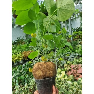 Củ bình vôi