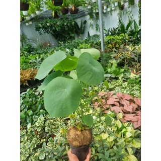 Củ bình vôi
