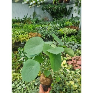 Củ bình vôi