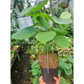 Củ bình vôi