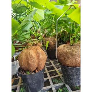 Củ bình vôi