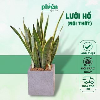 Cây Lưỡi Hổ Thái Nội Thất Văn Phòng Phong Thủy Chậu Xi Măng, Chậu Gốm