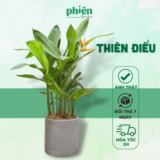 Cây Hoa Thiên Điểu Cao 1m Nội Thất Decor Văn Phòng, Cây Luôn Có Hoa