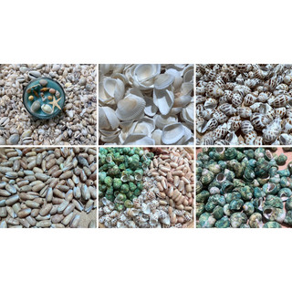 Vỏ sò, ốc biển các loại trang trí nến,resin, handmade