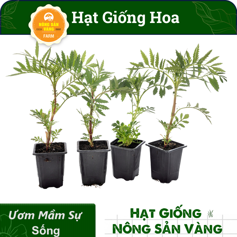 Tổng Hợp Các Hạt giống Hoa Dễ Trồng, Nhiều Màu, Tỷ Lệ Nảy Mầm Cao, Trồng Được Quanh Năm - Nông Sản Vàng