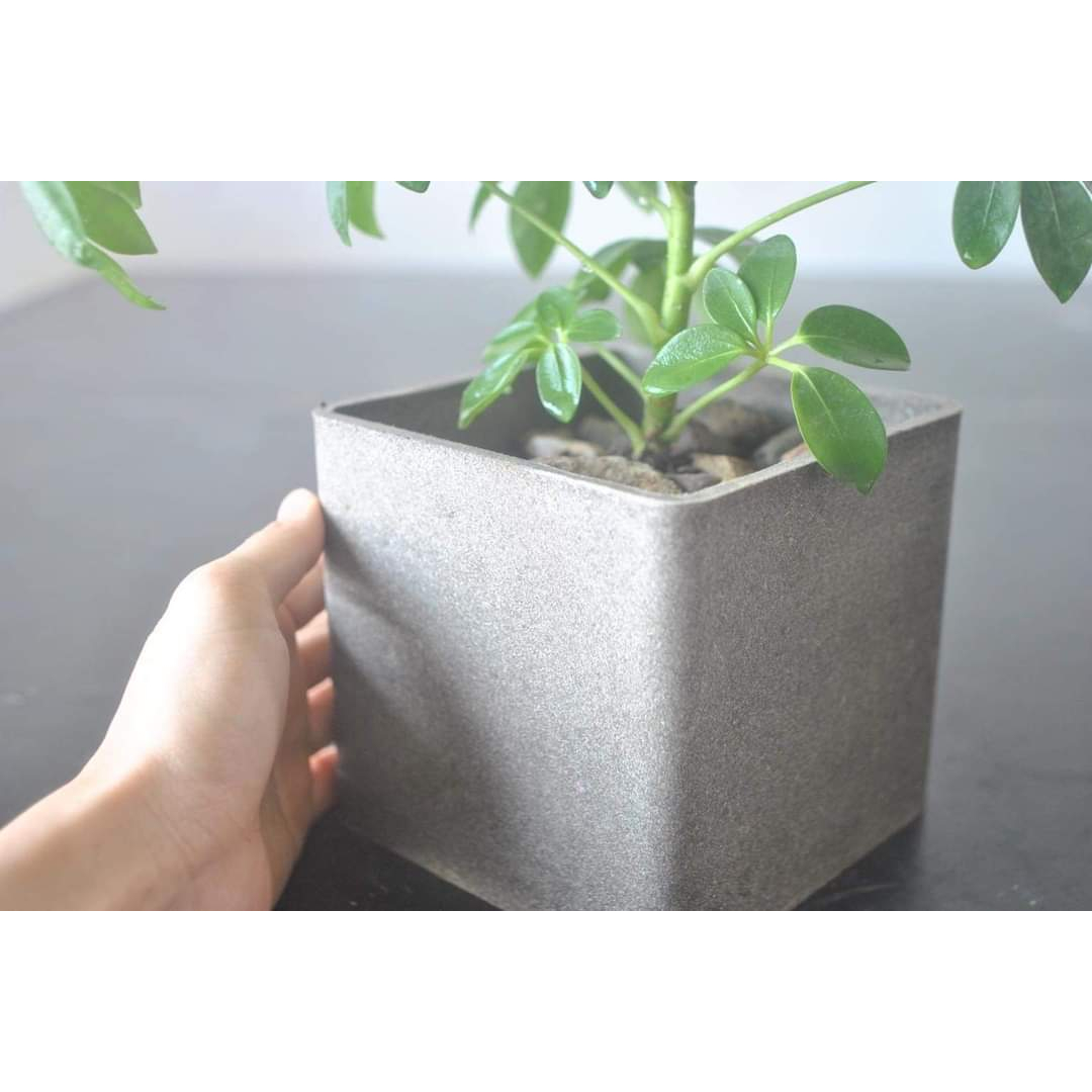 Chậu vuông 12x12cm, không lo rơi vỡ, không lo thời tiết