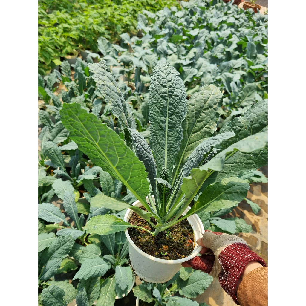 Cải Kale khủng long Ý giống ăn lá dài ngày - Lacinato Kale - Trang Flowers