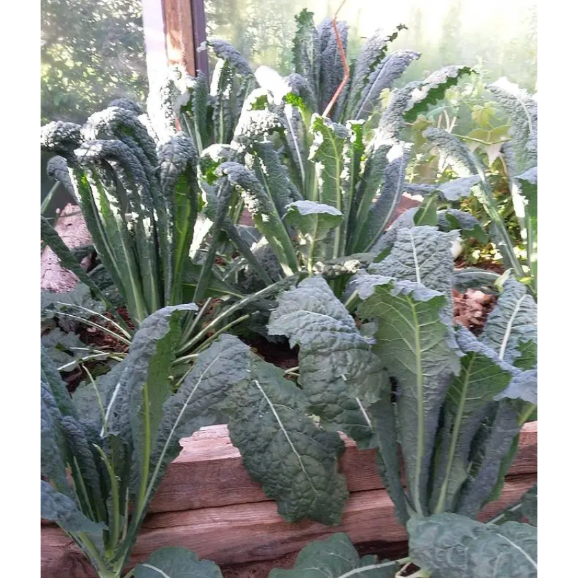 Cải Kale khủng long Ý giống ăn lá dài ngày - Lacinato Kale - Trang Flowers