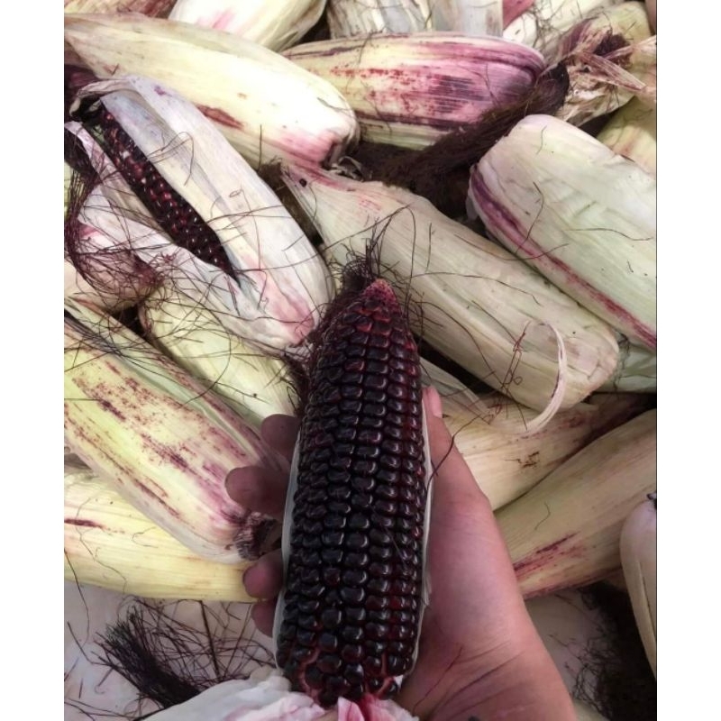 Ngô tím nữ hoàng đóng gói hút chân không 1kg