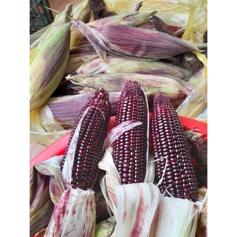 Ngô tím nữ hoàng đóng gói hút chân không 1kg