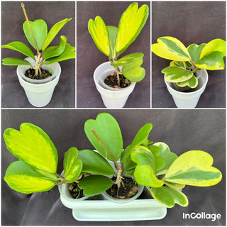Combo 3 loại Cẩm cù lá tim để bàn: Hoya Kerrii xanh, kerrii var, kerrii albo luôn chậu