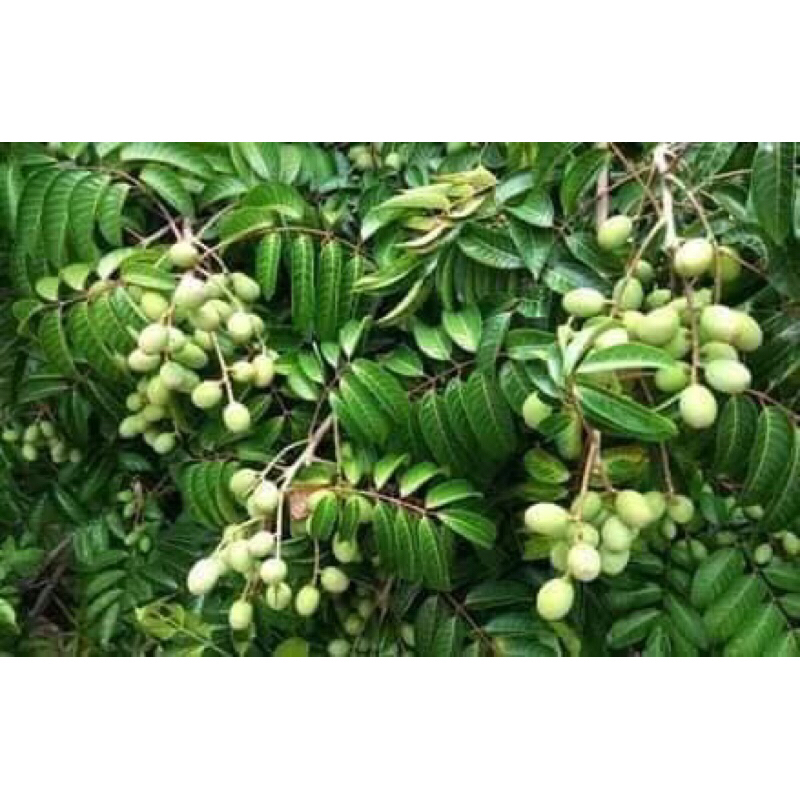 Trám xanh dầm mắm ớt