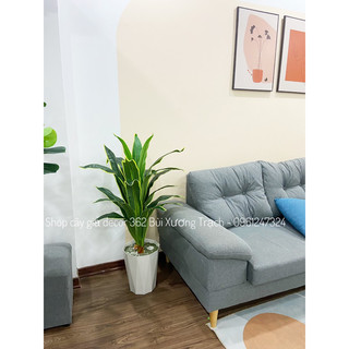 cây thiết mộc lan 1m - cây giả trang trí