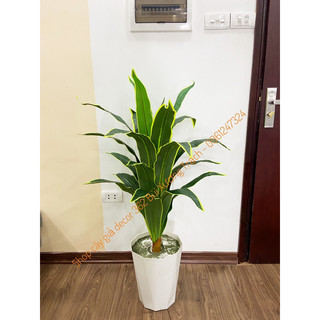 cây thiết mộc lan 1m - cây giả trang trí