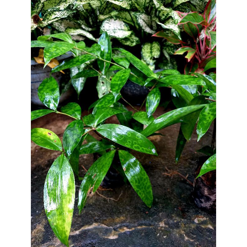 Cây trúc nhật.bầu rể đảm bảo như hình 2,3,4