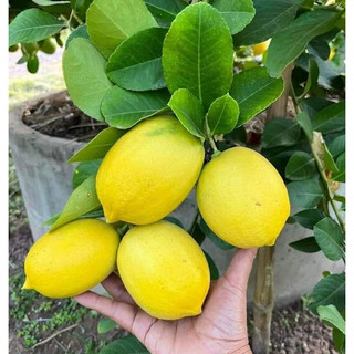 [Cây giống] Cây giống chanh vàng Mỹ Eureka - cây chiết cành cao 50cm ra quả sau 1 năm trồng